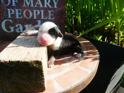 Bobtail  Chiot 2 Of Mary People photo 3