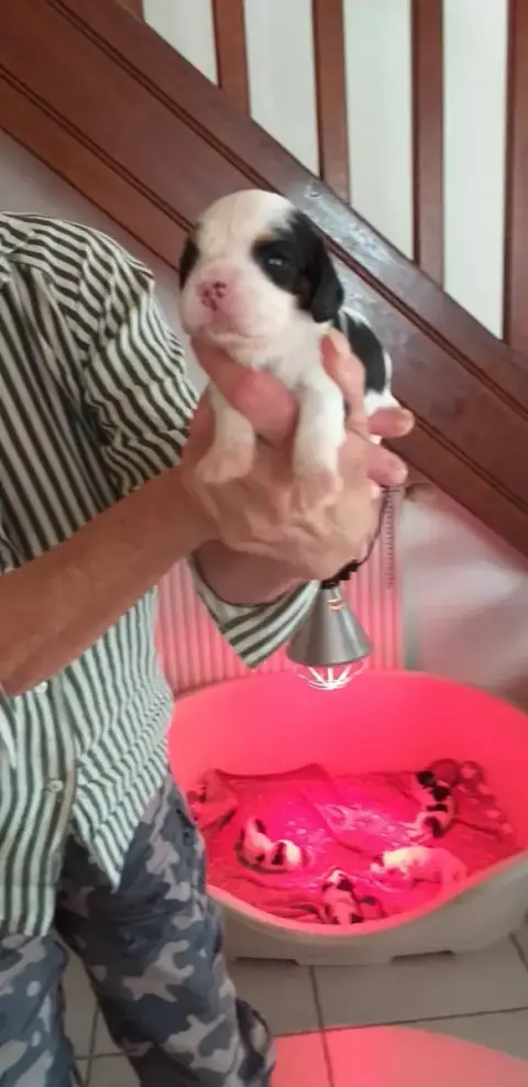 Cavalier King Charles Spaniel  Chiot 5 Du Val De Cour 3c3c6