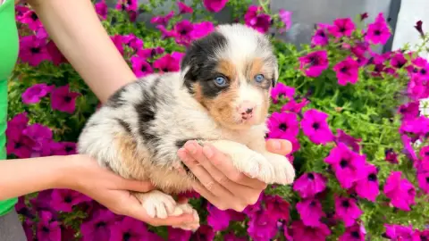 Berger Australien  Chiot 5 Des Glaciers De Cristal photo 2