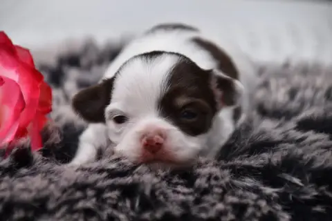 Chihuahua  Poker Face Du Repère Des Poilus