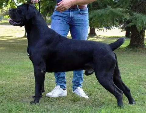 Cane Corso  Chiot Noire Du Clos Des Trois Rivières photo 3