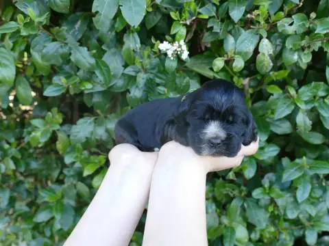 Cocker Spaniel Anglais  Chiot N°4