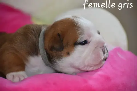 Bulldog Anglais photo 3