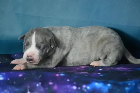 Whippet  Boo Du Coquelicot Bleu photo 3