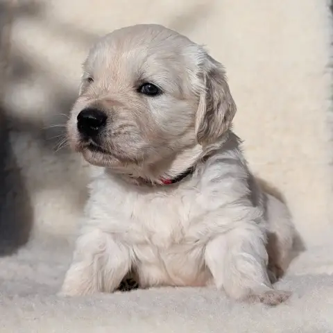 Golden Retriever  Banjo De L'Esprit D'Oural photo 3