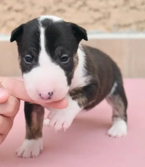 Bull Terrier Miniature  Femelle 2 Spirit Of Liberty 3ec14