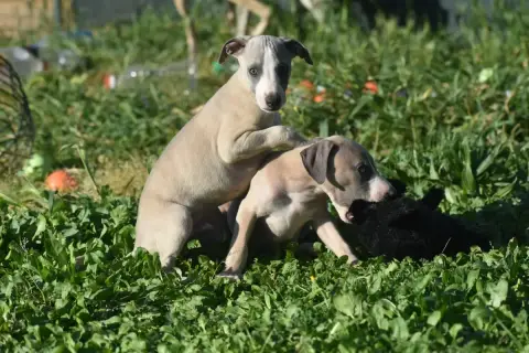Whippet  Biscuit Meringué Des Milles Folies