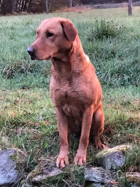 Labrador Retriever  B... Des Adrilines Des D'Opale De 3c3c3 photo 3