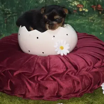 A Réserver Chiot Yorkshire Terrier