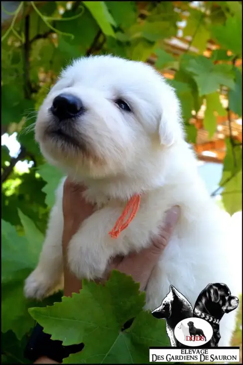 Berger Blanc Suisse