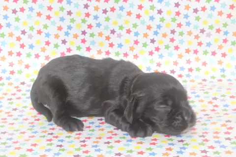 American Cocker Spaniel  Femelle Noire Of Caniland'S  00c28
