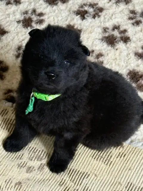 Eurasier  Mr Collier Vert Des Loups Du Midour
