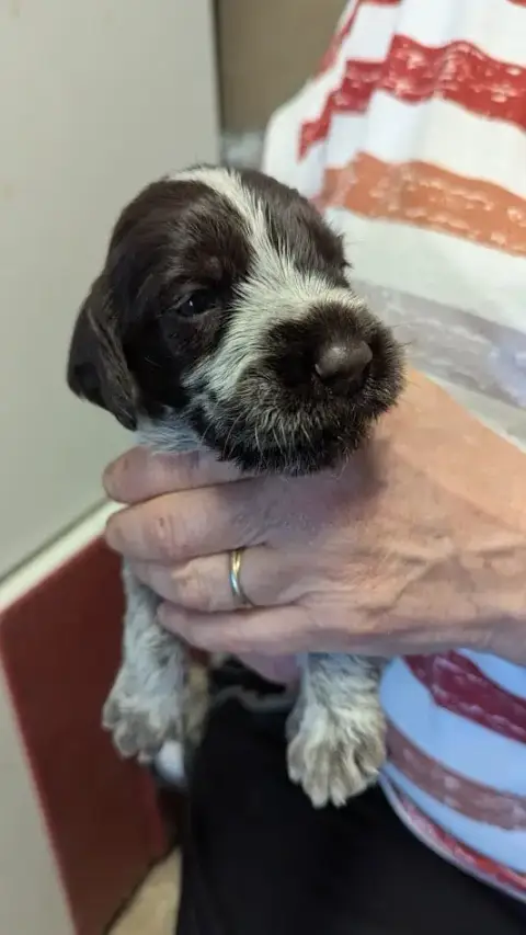 Griffon D'Arrêt À Poil Dur Korthals  Chiot N°6 De La  0ce7f