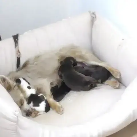 Chihuahua Chiwa Choco And Tan