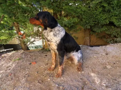 Epagneul Breton  Chiot 1 Du Mas De Paulon photo 3