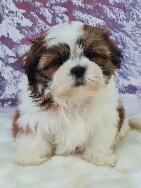 Shih Tzu  Aron Du Mont De La Chenaie photo 3