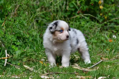 Berger Australien  Femelle Bleu Merle Yeux Bleus Du S 1466d