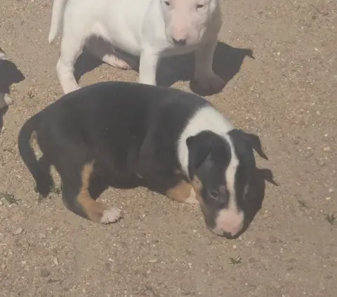 Bull Terrier  Chiot 8 By The Wall photo 3