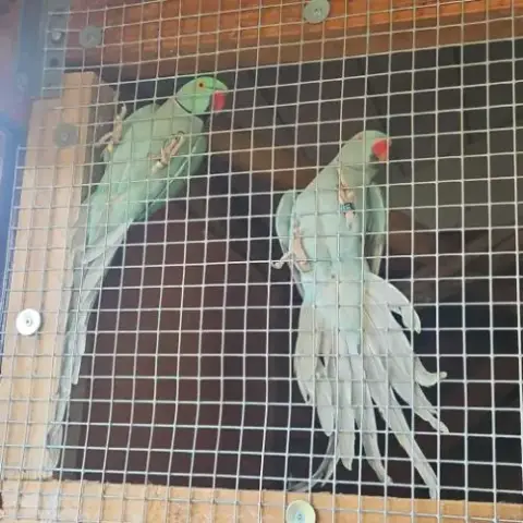 Perruches À Collier