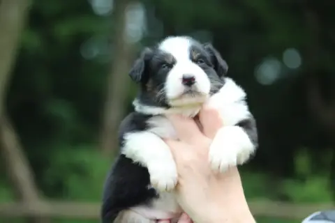 Berger Australien  Chiot N°7 De L'Orée Du Bois De La  1e7bd photo 3