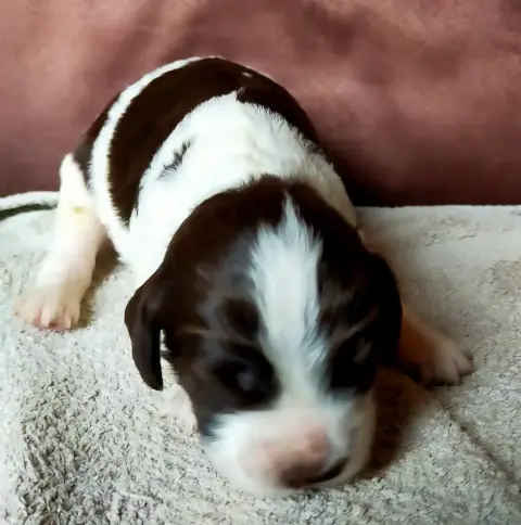 Epagneul Français  Chiot N°7 Des Terres Du Doux Lieu e5741