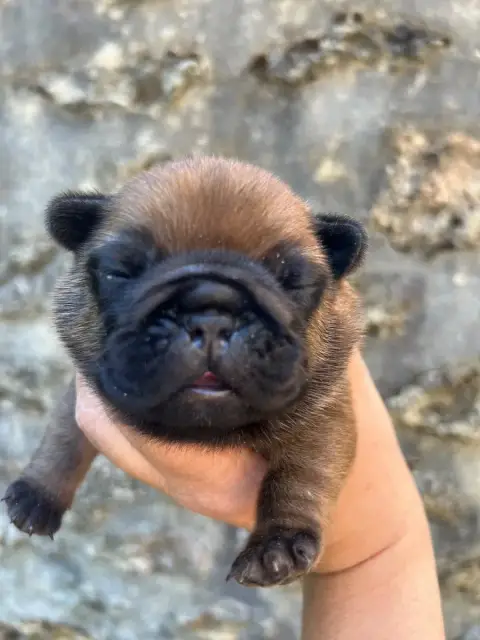 Bouledogue Français  Big Boss The Kingdom Of The Litt ce936 photo 2