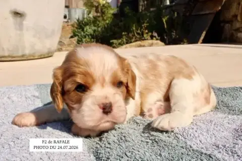 Cavalier King Charles Spaniel 
                       3cd87
