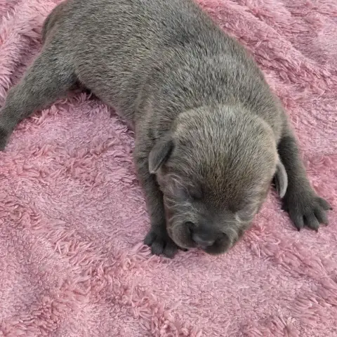 Staffordshire Bull Terrier 
                        B 60526
