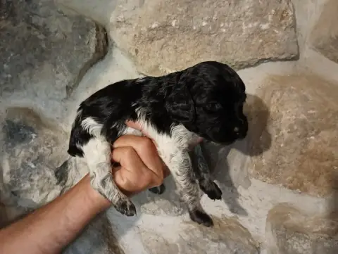 Epagneul Breton  Chiot N°5 Des Terres Aniciennes