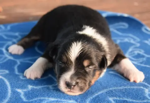 Berger Américain Miniature  Chiot N°1