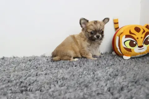 Chihuahua  Poil Long Fauve De La Grande Equinoxe photo 2