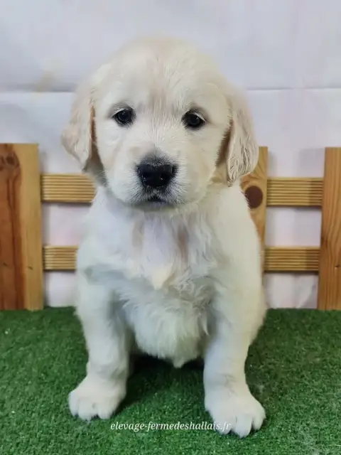 Golden Retriever  Beyoncé Du Mont De La Chenaie photo 2