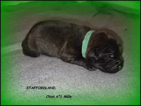 Staffordshire Bull Terrier  Chiot N°1 Staffordland