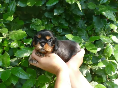 Cavalier King Charles Spaniel photo 2