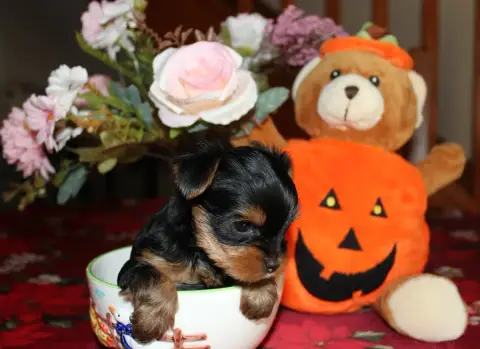 Yorkshire Terrier  Chiot N°4 De La Voie Des Péniches 04b06