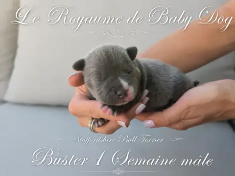 Staffordshire Bull Terrier  Buster Du Royaume De Baby 98e6b
