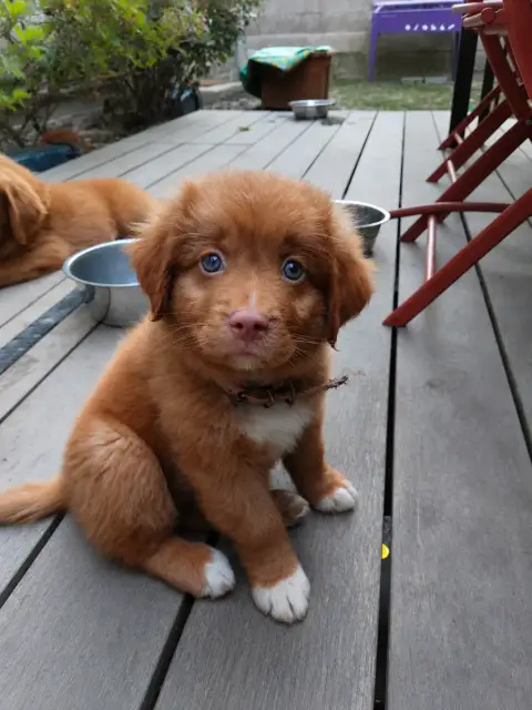 Retriever De La Nouvelle-