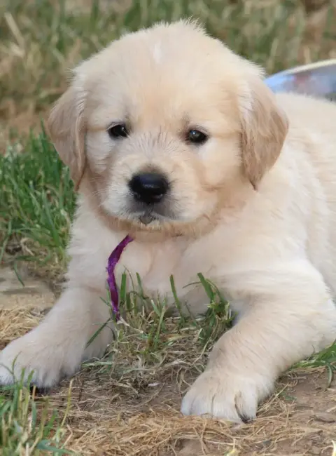 Golden Retriever  M Violet Des Grenouillettes Du Vexi eeb76
