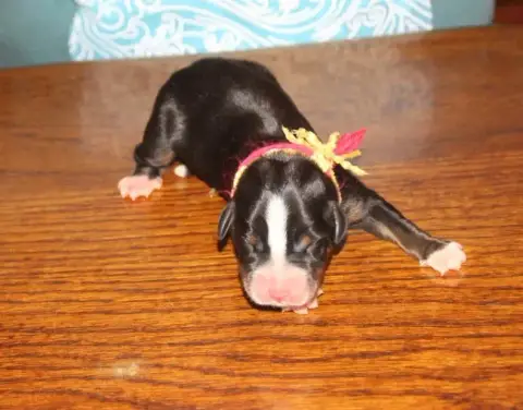 Grand Bouvier Suisse  Femelle Rose Blanc Du Logis De  24415