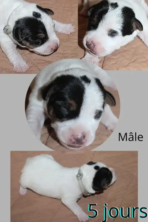 Parson Russell Terrier  Collier Gris Du Domaine Des P 66ed4