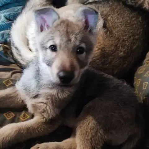 Chiot Chien Loup De Saarloos
