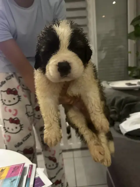 Chien Du Saint-