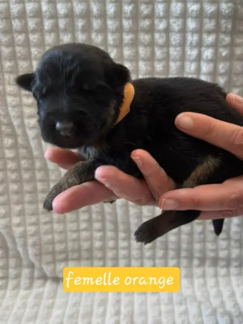 Berger Allemand  Chiot 3 Du Clos De La Chanson