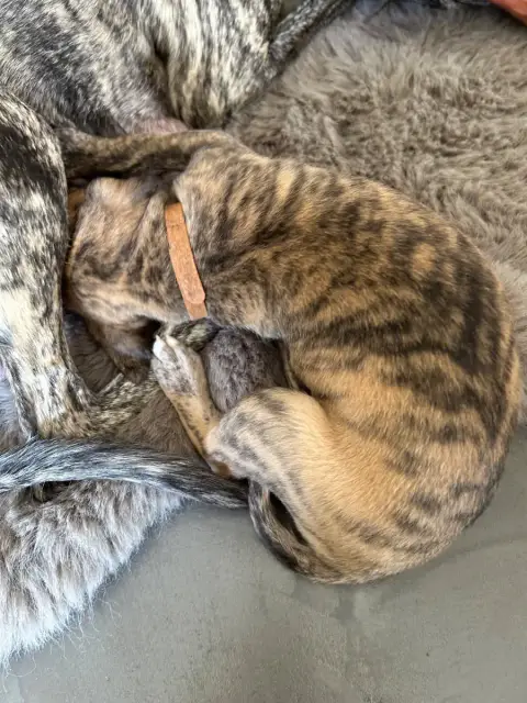 Whippet  Chiot N°2 Du Domaine Le Haut Blanc Mesnil photo 3