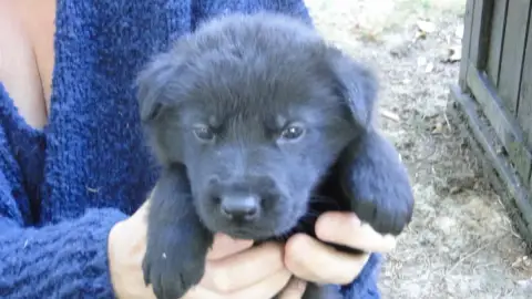 Berger Allemand  Chiot N°8 Du Glaive Noir