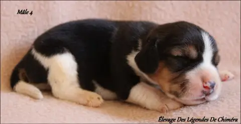 Beagle  Mâle 4 -