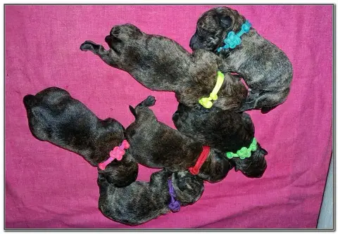 Scottish Terrier  Bonnie Hopps "Rouge" Du Clan Des Pe 2b2a2