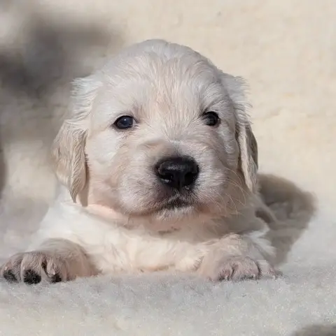 Golden Retriever  Bond De L'Esprit D'Oural