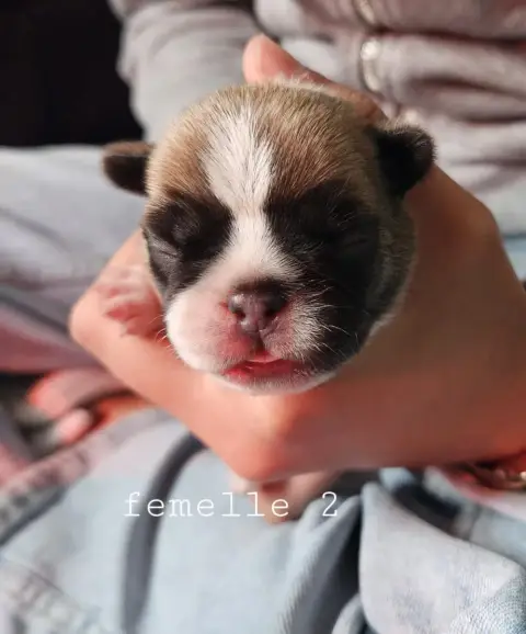 Bouledogue Français  Femelle 2