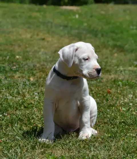 Dogo Argentino  Collier Bleu Del Angel De Los Volcano 61891 photo 2